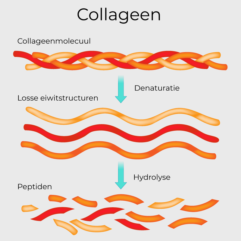 Hydrolyse van collageenmolecuul uitgelegd.