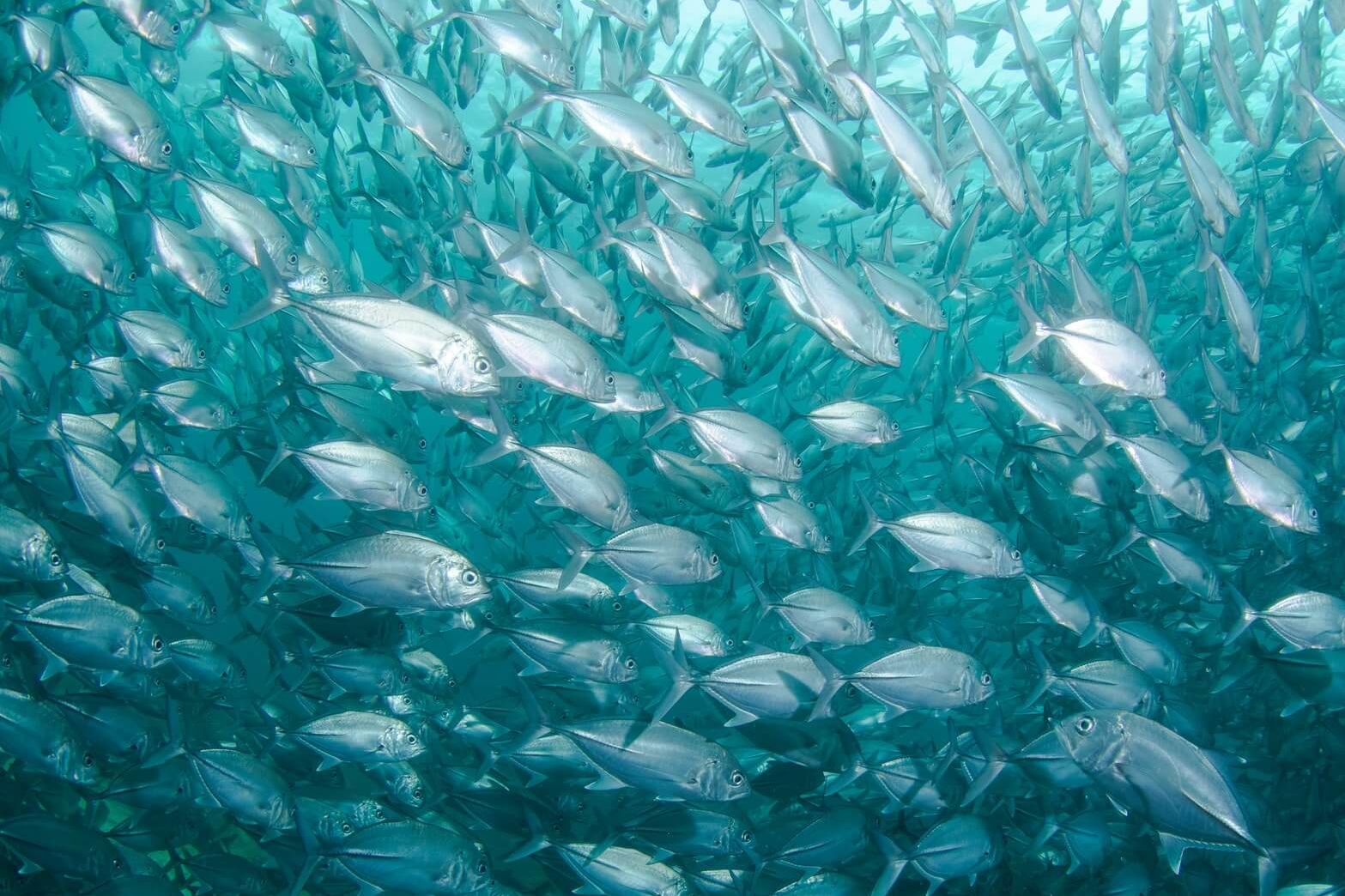 Wild healthy fish in the Atlantic.