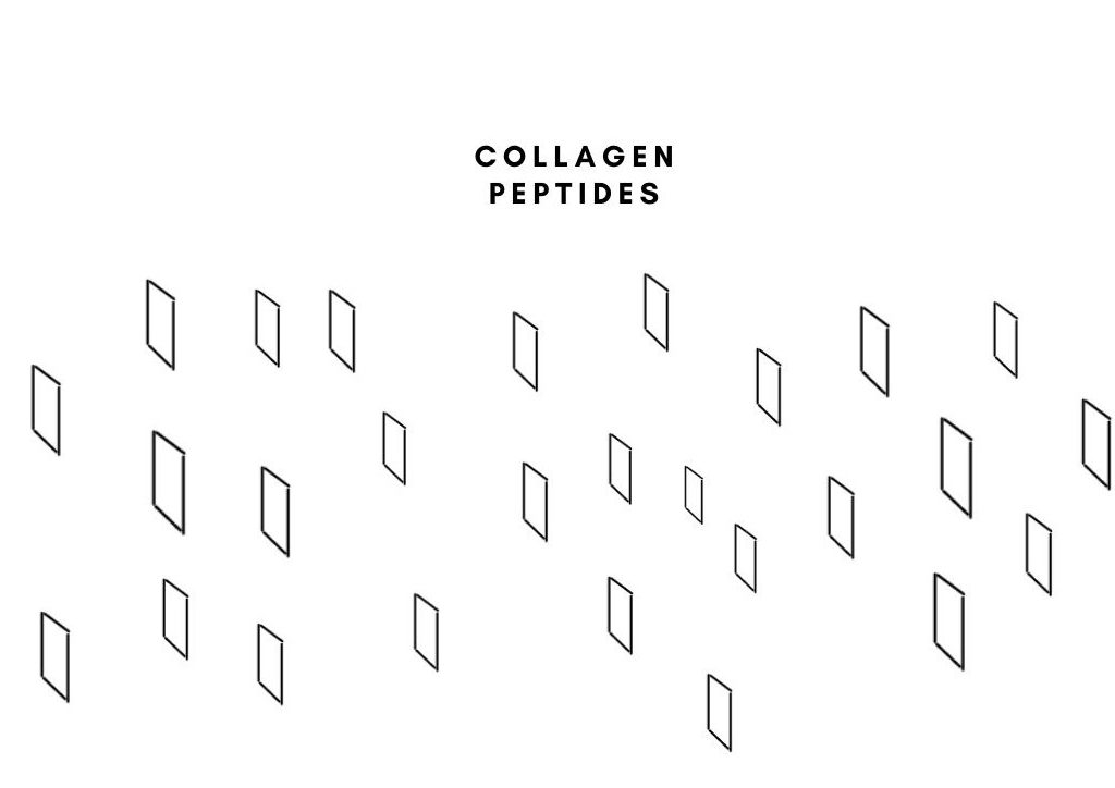 collagen peptides